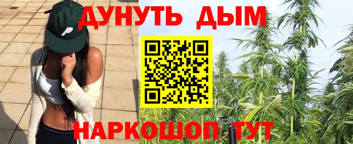 Конопля сатива Зима